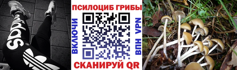 купить наркотики цена  Апшеронск  OMG онион  Галлюциногенные грибы MAGIC MUSHROOMS 